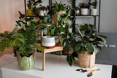 The Best Plants for Small Spaces