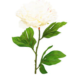 Blooming Peony Large Ivory 77 cm - Realistic Artificial Peony with Soft Ivory Blooms - Perfect for Floral Arrangements, Bouquets, Wreaths, and Home Décor - Long-Lasting and Low Maintenance