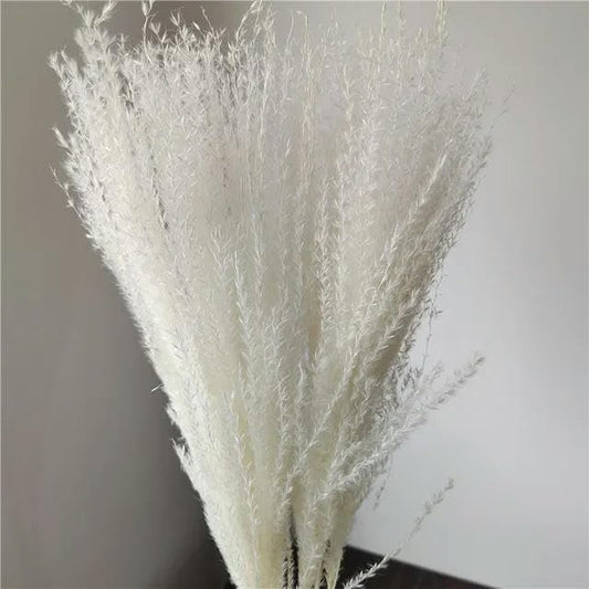 Colorful reed (white) – soft and elegant dried pampas grass, perfect for home décor, floral arrangements, and event decorations, adds a natural and bohemian touch to vases, bouquets, and centerpieces.
