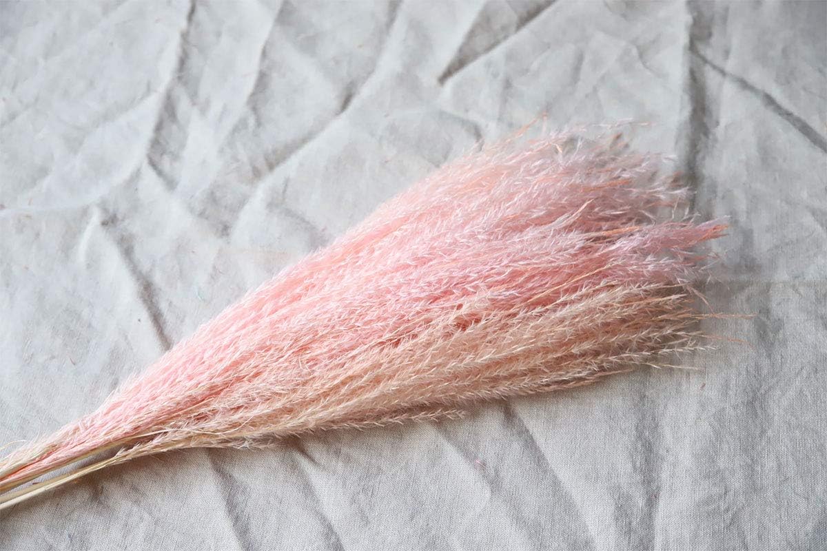 Colorful reed (pink) – soft and elegant dried pampas grass, perfect for home décor, floral arrangements, and event decorations, adds a natural and bohemian touch to vases, bouquets, and centerpieces.