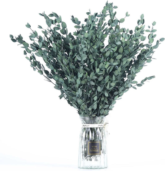 Dried eucalyptus stem (green) – natural and long-lasting decorative foliage, perfect for floral arrangements, home décor, and event styling, adds a fresh and elegant touch to vases, bouquets, and centerpieces.