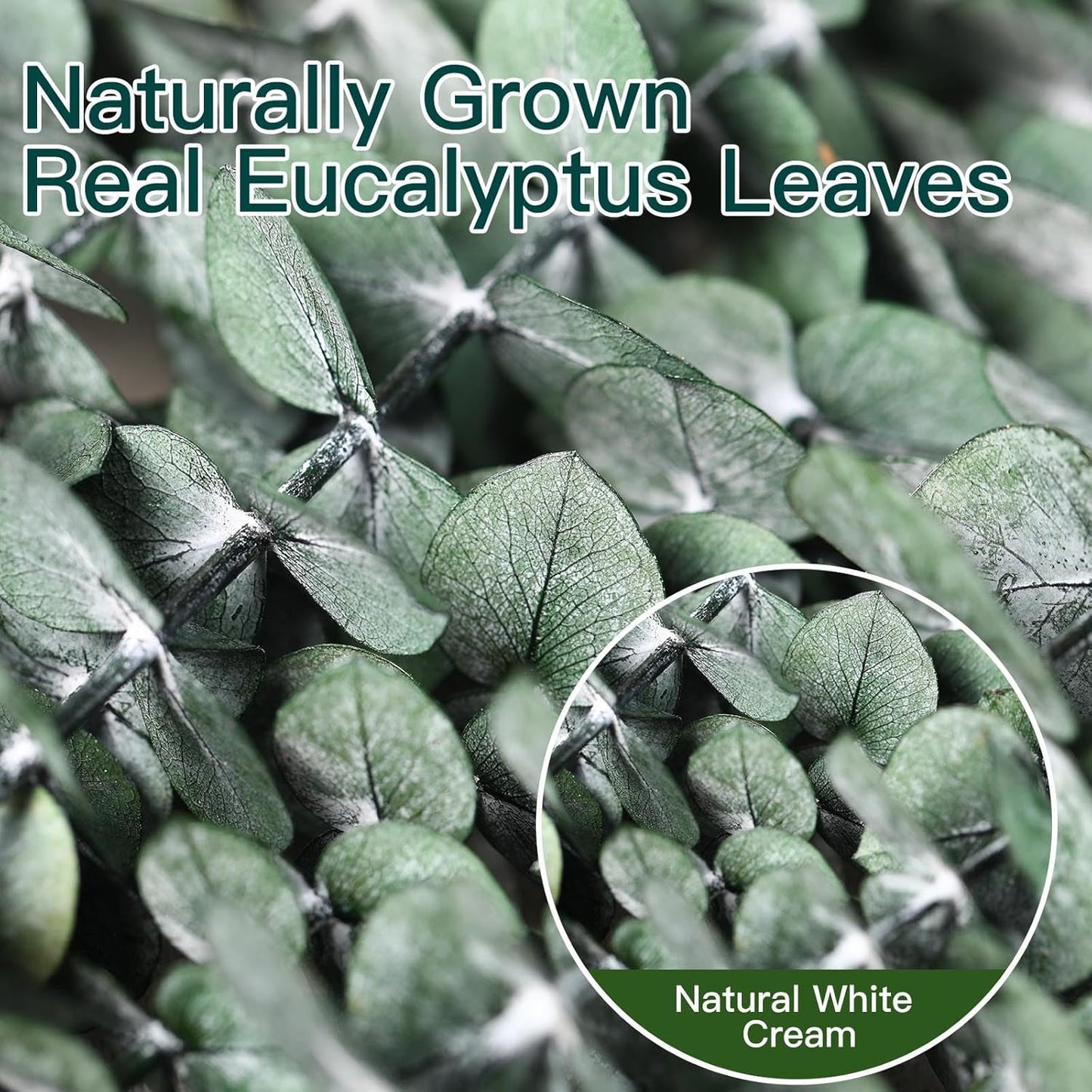 Dried eucalyptus bouquet (blue) – elegant and long-lasting decorative foliage, perfect for floral arrangements, home décor, and event styling, adds a unique and calming touch to vases, bouquets, and centerpieces.