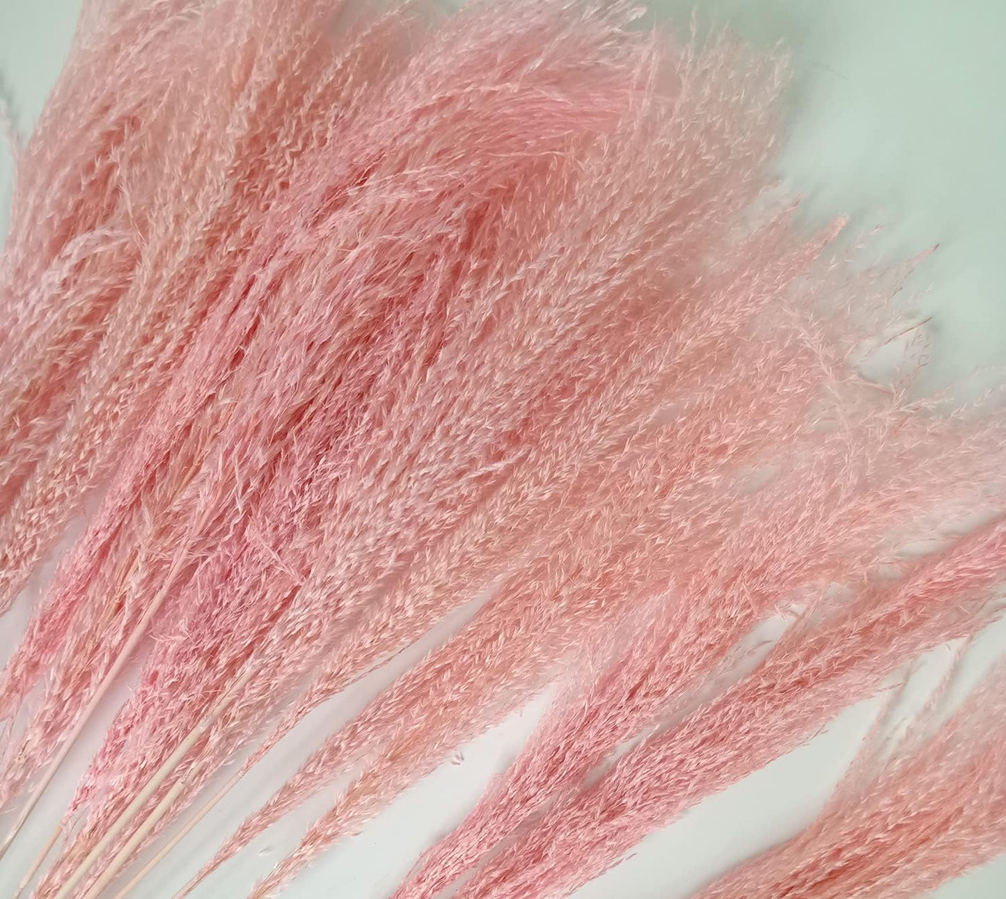 Colorful reed (pink) – soft and elegant dried pampas grass, perfect for home décor, floral arrangements, and event decorations, adds a natural and bohemian touch to vases, bouquets, and centerpieces.