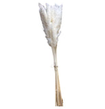 Dried Pampas Grass white