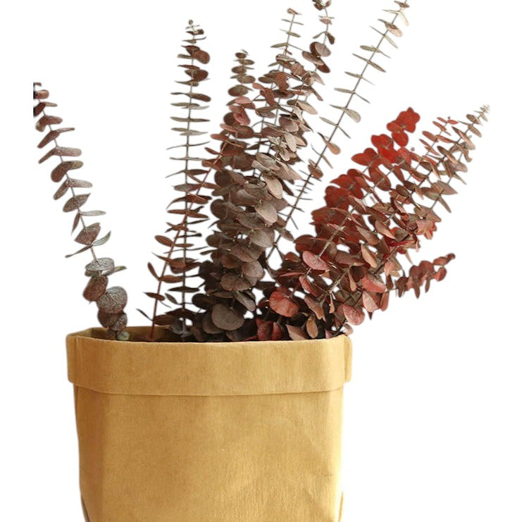 Dried eucalyptus bouquet (red) – vibrant and long-lasting decorative foliage, perfect for floral arrangements, home décor, and event styling, adds a bold and elegant touch to vases, bouquets, and centerpieces.