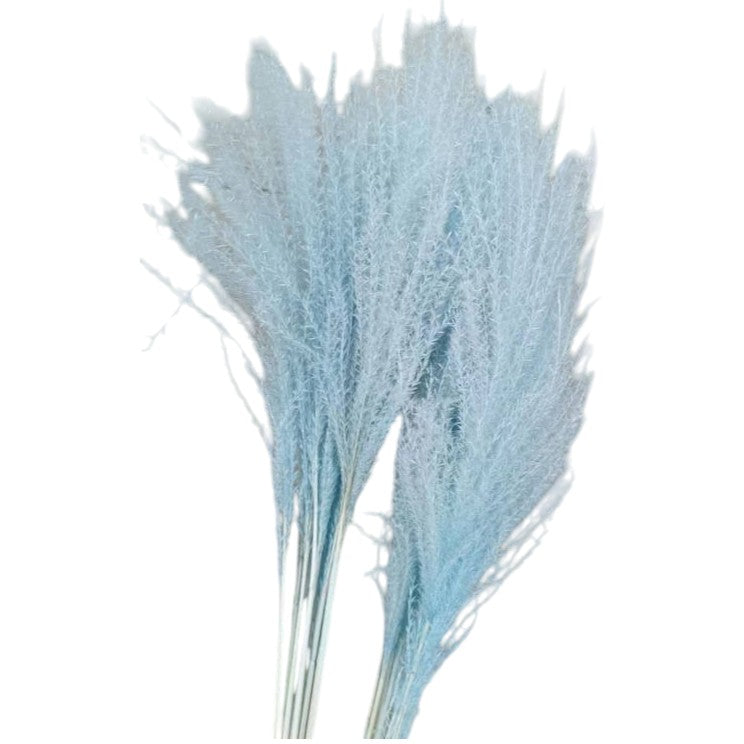 Colorful reed (blue) – soft and elegant dried pampas grass, perfect for home décor, floral arrangements, and event decorations, adds a natural and bohemian touch to vases, bouquets, and centerpieces.