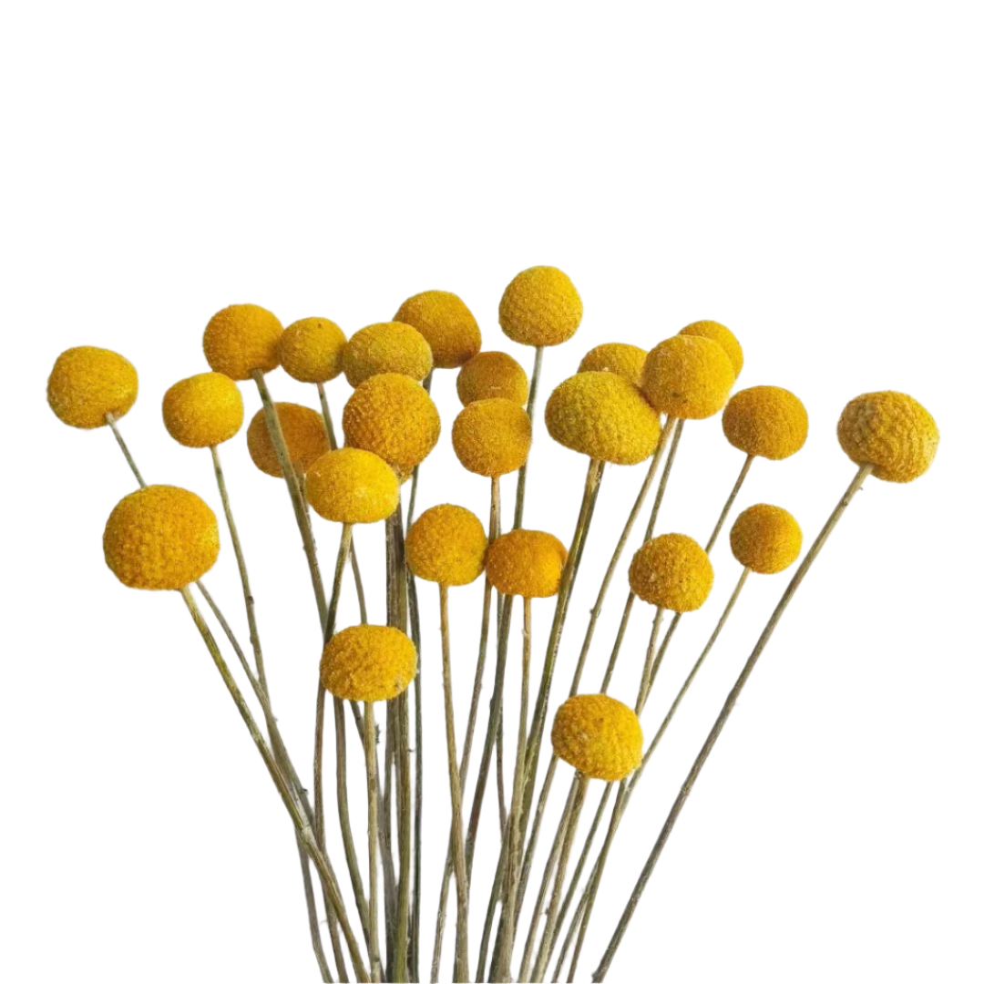 Wedding Decor Preserved Natural Yellow Craspedia Billy Ball - Dried Golden Ball Flowers for Floral Arrangements, Bouquets, and Event Decorations - Elegant and Long-Lasting Floral Accent for Special Occasions