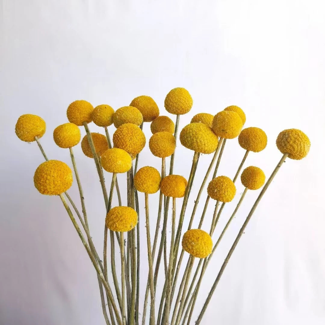 Wedding Decor Preserved Natural Yellow Craspedia Billy Ball - Dried Golden Ball Flowers for Floral Arrangements, Bouquets, and Event Decorations - Elegant and Long-Lasting Floral Accent for Special Occasions