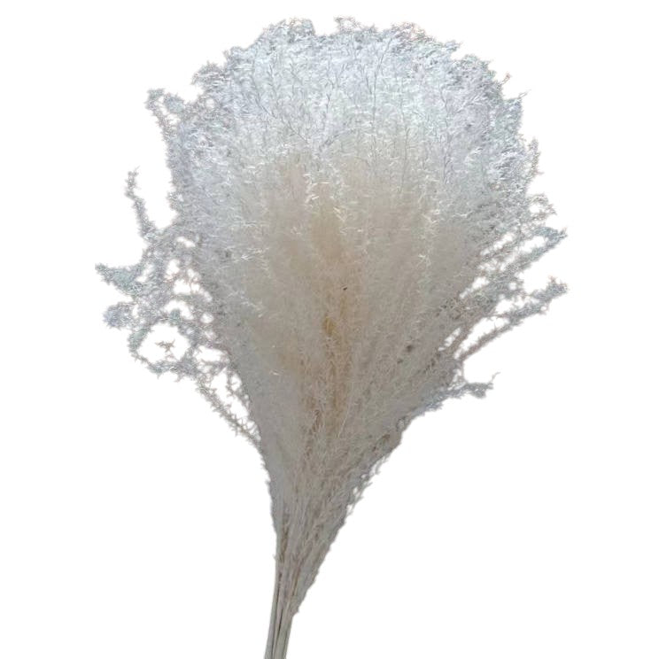 Colorful reed (white) – soft and elegant dried pampas grass, perfect for home décor, floral arrangements, and event decorations, adds a natural and bohemian touch to vases, bouquets, and centerpieces.