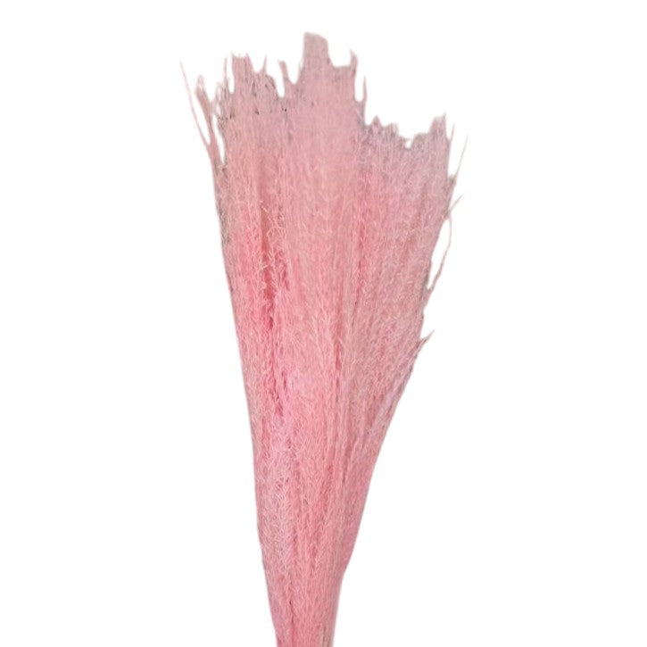 Colorful reed (pink) – soft and elegant dried pampas grass, perfect for home décor, floral arrangements, and event decorations, adds a natural and bohemian touch to vases, bouquets, and centerpieces.