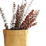 O-040 Immortal Natural Dried Eucalyptus Leaves - Preserved and Handmade Bouquet for Weddings, Parties, and DIY Gifts - Elegant and Long-Lasting Floral Arrangement for Decoration and Crafting