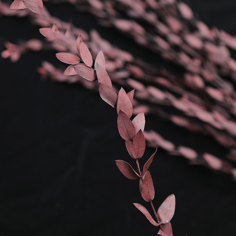 O-040 Immortal Natural Dried Eucalyptus Leaves - Preserved and Handmade Bouquet for Weddings, Parties, and DIY Gifts - Elegant and Long-Lasting Floral Arrangement for Decoration and Crafting