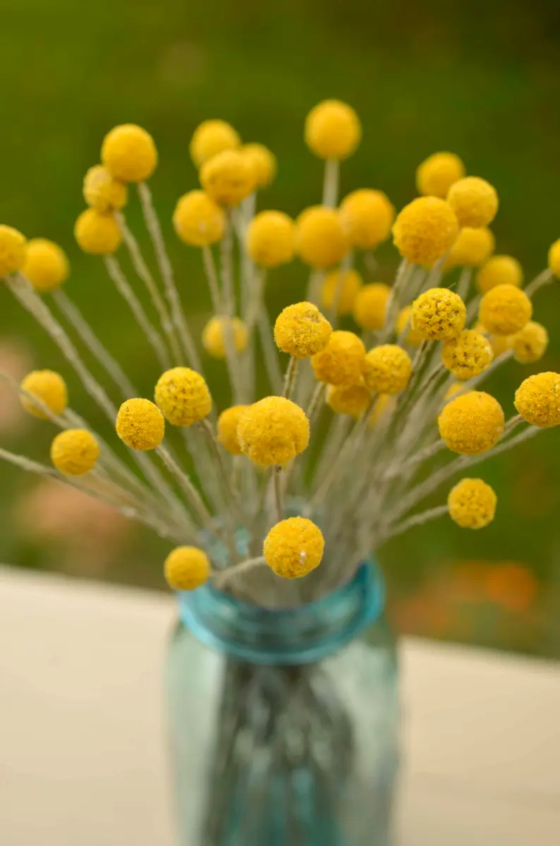 Wedding Decor Preserved Natural Yellow Craspedia Billy Ball - Dried Golden Ball Flowers for Floral Arrangements, Bouquets, and Event Decorations - Elegant and Long-Lasting Floral Accent for Special Occasions