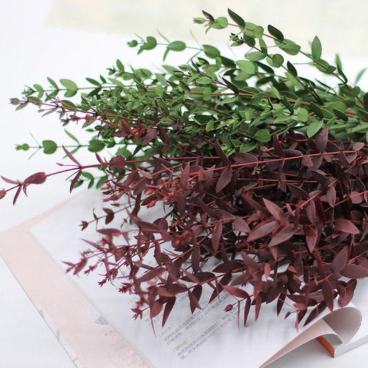 O-040 Immortal Natural Dried Eucalyptus Leaves - Preserved and Handmade Bouquet for Weddings, Parties, and DIY Gifts - Elegant and Long-Lasting Floral Arrangement for Decoration and Crafting