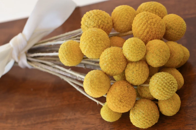 Wedding Decor Preserved Natural Yellow Craspedia Billy Ball - Dried Golden Ball Flowers for Floral Arrangements, Bouquets, and Event Decorations - Elegant and Long-Lasting Floral Accent for Special Occasions