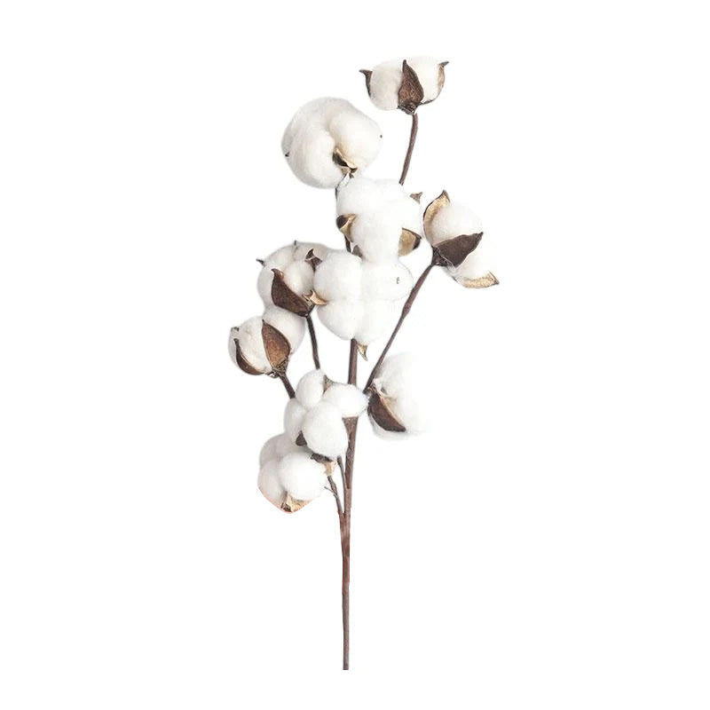 dried cotton
