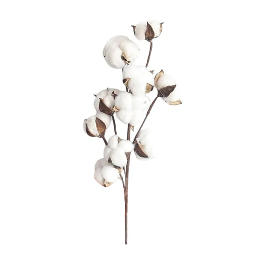 dried cotton