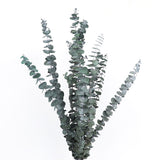 Dried eucalyptus bouquet (blue) – elegant and long-lasting decorative foliage, perfect for floral arrangements, home décor, and event styling, adds a unique and calming touch to vases, bouquets, and centerpieces.