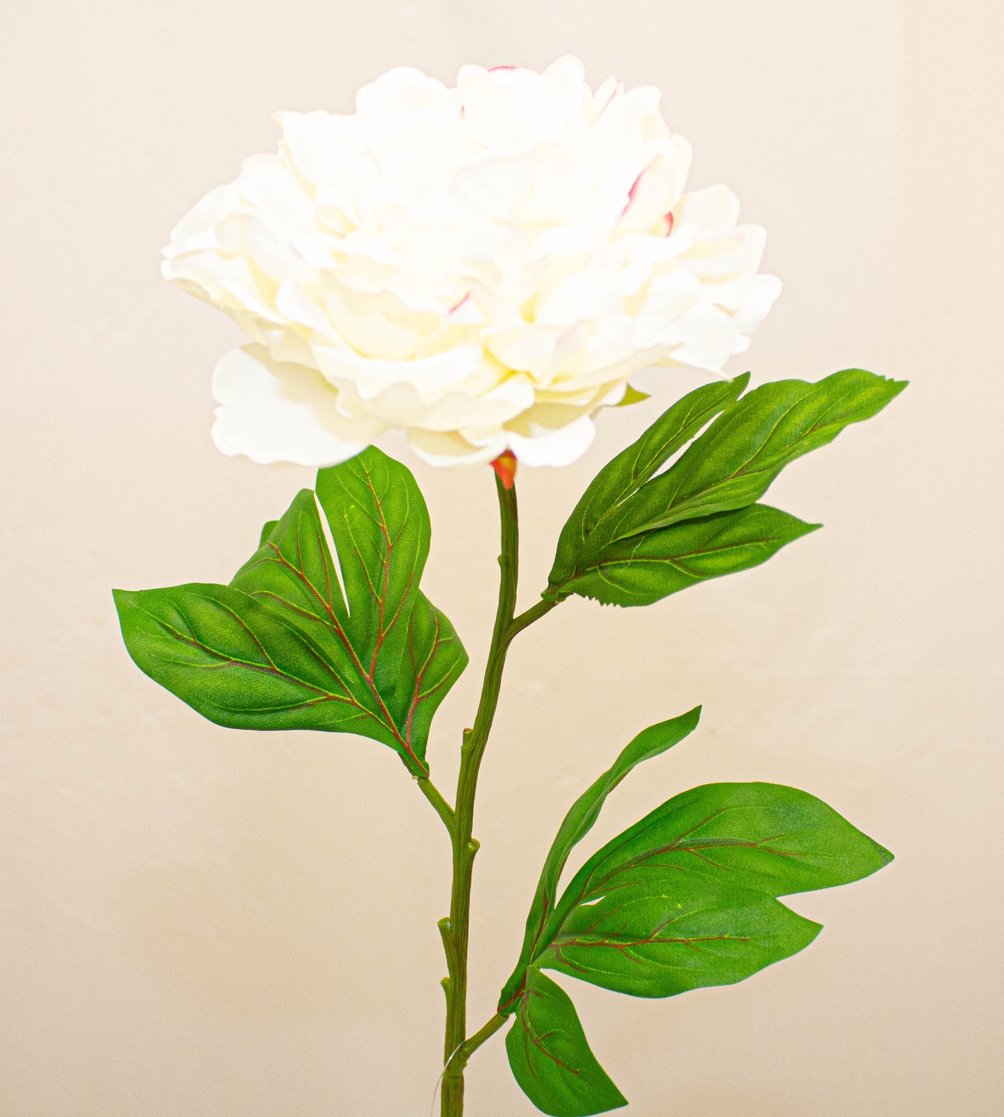Blooming Peony Large Ivory 77 cm - Realistic Artificial Peony with Soft Ivory Blooms - Perfect for Floral Arrangements, Bouquets, Wreaths, and Home Décor - Long-Lasting and Low Maintenance
