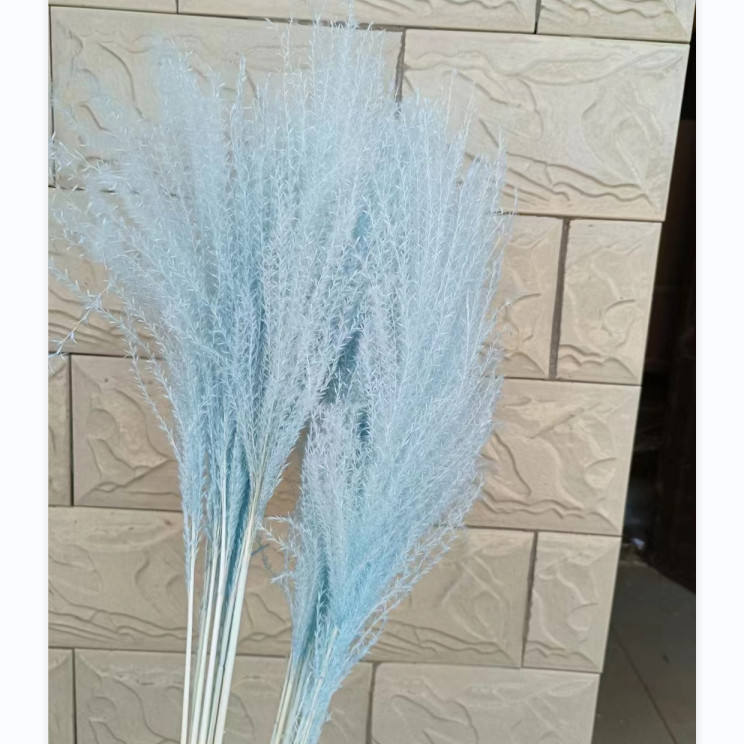 Colorful reed (blue) – soft and elegant dried pampas grass, perfect for home décor, floral arrangements, and event decorations, adds a natural and bohemian touch to vases, bouquets, and centerpieces.