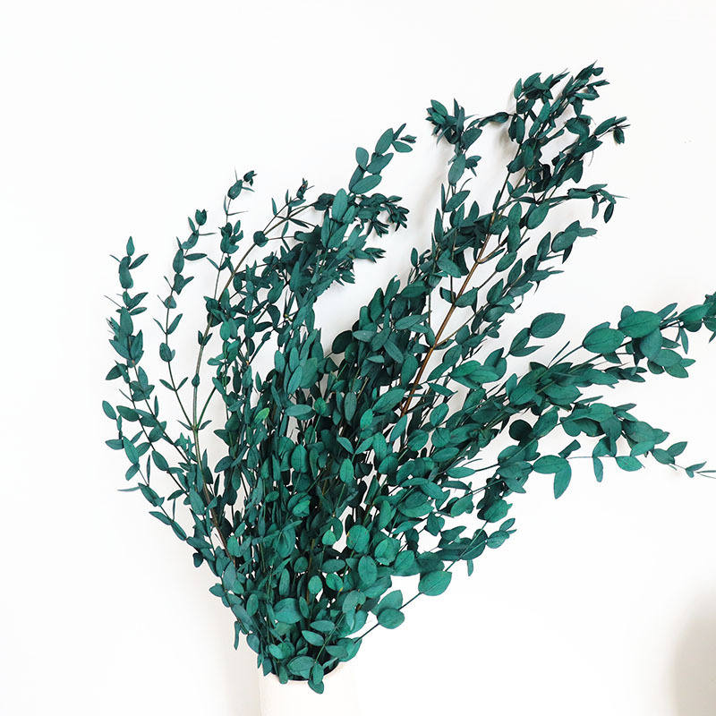 Dried eucalyptus stem (blue) – elegant and long-lasting decorative foliage, perfect for floral arrangements, home décor, and event styling, adds a natural and refreshing touch to vases, bouquets, and centerpieces.
