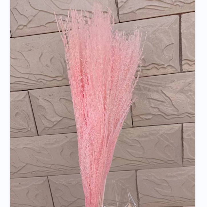 Colorful reed (pink) – soft and elegant dried pampas grass, perfect for home décor, floral arrangements, and event decorations, adds a natural and bohemian touch to vases, bouquets, and centerpieces.