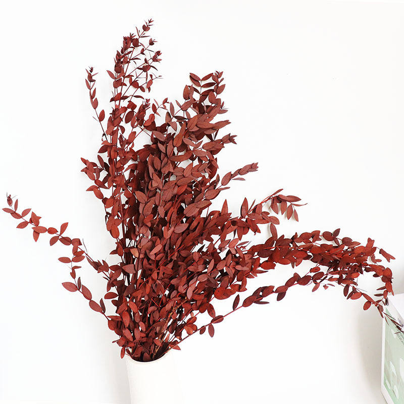 Dried eucalyptus stem (red) – vibrant and long-lasting decorative foliage, perfect for floral arrangements, home décor, and event styling, adds a bold and elegant touch to vases, bouquets, and centerpieces.
