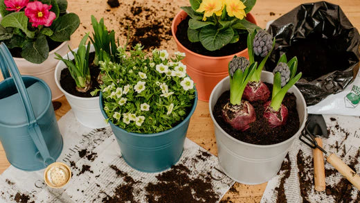 PLANTING AND POTTING TIPS