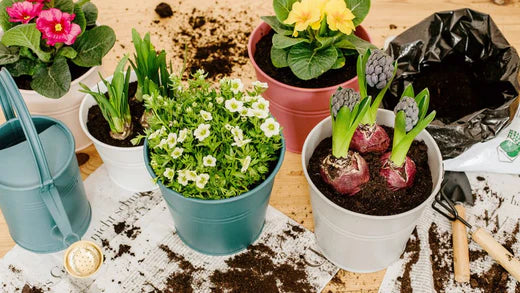 TIPS FOR PLANTING AND POTTING