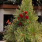 Pine Needle Christmas Tree 90cm - Realistic Artificial Tree for Festive Home Decor