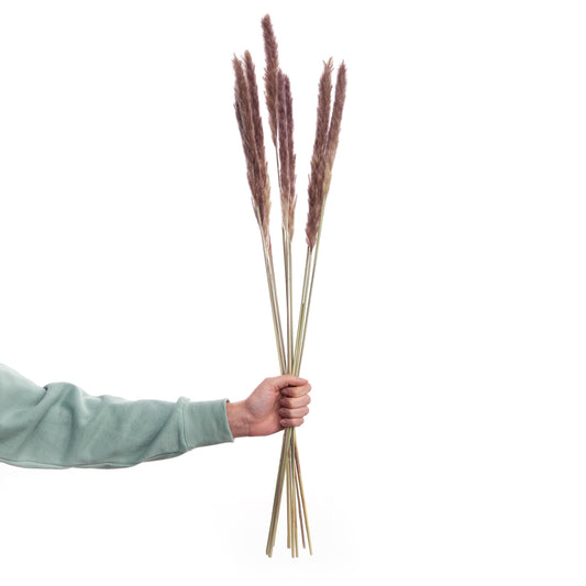 FLOWER MARKET Dried flowers pampas grass length 70cm