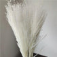 Colorful reed (white) – soft and elegant dried pampas grass, perfect for home décor, floral arrangements, and event decorations, adds a natural and bohemian touch to vases, bouquets, and centerpieces.