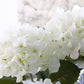 White Hydrangea Silk Flowers - Realistic Artificial Hydrangea Bouquet for Home Decor, Wedding Arrangements, Centerpieces, Floral Displays & DIY Crafts – Faux Hydrangea Stems with Lifelike Petals & Vibrant Colors