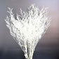 Colorful reed (white) – soft and elegant dried pampas grass, perfect for home décor, floral arrangements, and event decorations, adds a natural and bohemian touch to vases, bouquets, and centerpieces.