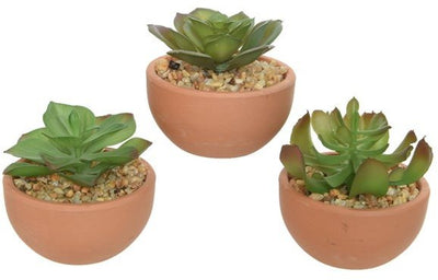 Assorted Potted Succulents, 9cm