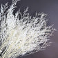 Colorful reed (white) – soft and elegant dried pampas grass, perfect for home décor, floral arrangements, and event decorations, adds a natural and bohemian touch to vases, bouquets, and centerpieces.