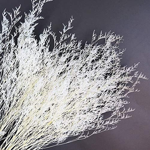 Colorful reed (white) – soft and elegant dried pampas grass, perfect for home décor, floral arrangements, and event decorations, adds a natural and bohemian touch to vases, bouquets, and centerpieces.