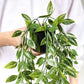 Artificial Pea Pods Hanging Potted Plant - Realistic Faux Plant with Lush Green Pea Pods and Leaves in Decorative Pot - Perfect for Home Decor, Offices, and Indoor Spaces - Low Maintenance and Easy to Hang