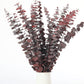 Dried eucalyptus bouquet (red) – vibrant and long-lasting decorative foliage, perfect for floral arrangements, home décor, and event styling, adds a bold and elegant touch to vases, bouquets, and centerpieces.