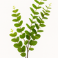 Eucalyptus Spray Green - Realistic Artificial Eucalyptus Stem with Lush Green Leaves - Perfect for Floral Arrangements, Wreaths, Bouquets, and Home Décor - Long-Lasting and Low Maintenance