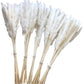 Dried Pampas Grass white