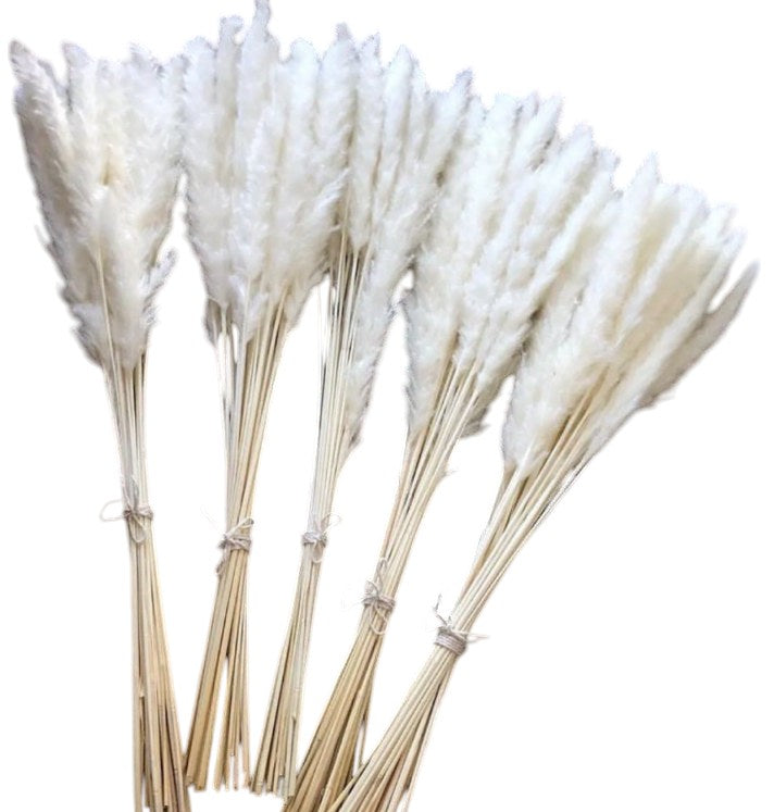 Dried Pampas Grass white