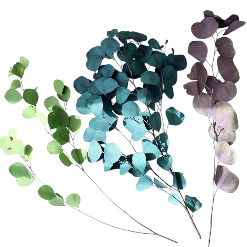 Preserved Natural Silver Dollar Eucalyptus Stem Stabilized Plants Apple Leaf DIY Dried Flower Materials