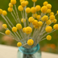 Wedding Décor Preserved Natural Yellow Craspedia Billy Ball – Dried Golden Ball Flowers for Floral Arrangements, Bouquets, and Event Decorations – Elegant and Long-Lasting Floral Accent for Special Occasions