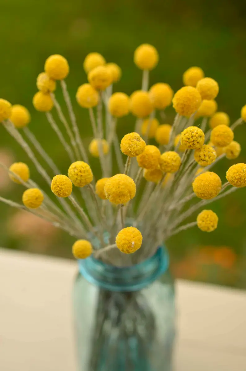 Wedding Décor Preserved Natural Yellow Craspedia Billy Ball – Dried Golden Ball Flowers for Floral Arrangements, Bouquets, and Event Decorations – Elegant and Long-Lasting Floral Accent for Special Occasions