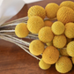 Wedding Décor Preserved Natural Yellow Craspedia Billy Ball – Dried Golden Ball Flowers for Floral Arrangements, Bouquets, and Event Decorations – Elegant and Long-Lasting Floral Accent for Special Occasions