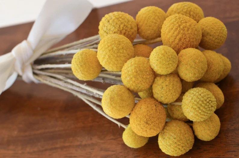 Wedding Décor Preserved Natural Yellow Craspedia Billy Ball – Dried Golden Ball Flowers for Floral Arrangements, Bouquets, and Event Decorations – Elegant and Long-Lasting Floral Accent for Special Occasions