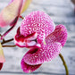 Artificial 6-Head Phalaenopsis Orchid