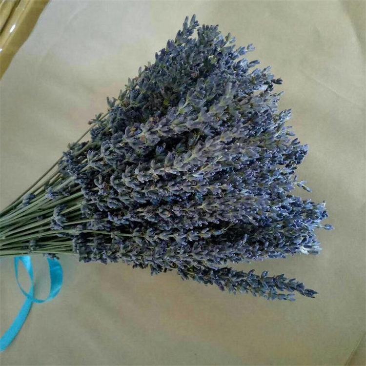 Natural Dried Lavender Flowers - Everlasting Purple Decorative Flowers for Home Decor and Crafts