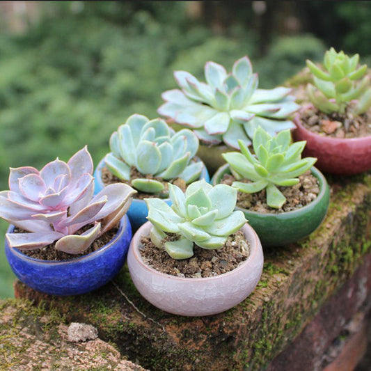 Round Ceramic Teacup for juicy cactus planter or mini succulent